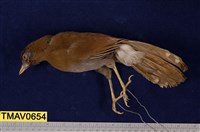 藏品(竹鳥)的圖片